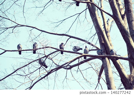 A flock of pigeons resting their wings on a tree branch. A flock of pigeons resting their wings on a tree branch. 140277242