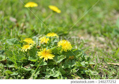 Dandelions I saw someday Dandelions I saw someday 140277252
