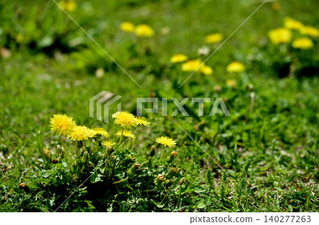Dandelions I saw someday Dandelions I saw someday 140277263