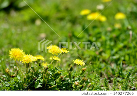 Dandelions I saw someday Dandelions I saw someday 140277266