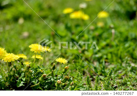 Dandelions I saw someday 140277267