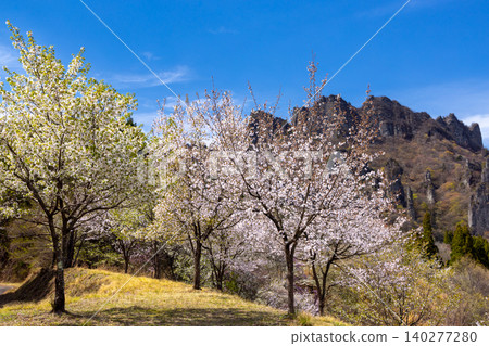 Kamikosaka, Shimonita-machi, Kanra-gun, Gunma Prefecture: Gunma Prefectural Forest Park Sakura-no-Sato - A park with cherry blossoms, including Oyamazakura, in bloom, and a view of Mt. Myogi. Kamikosaka, Shimonita-machi, Kanra-gun, Gunma Prefecture: Gunma Prefectural Forest Park Sakura-no-Sato - A park with cherry blossoms, including Oyamazakura, in bloom, and a view of Mt. Myogi. 140277280