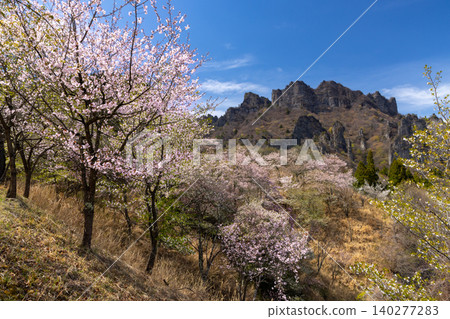 Kamikosaka, Shimonita-machi, Kanra-gun, Gunma Prefecture: Gunma Prefectural Forest Park Sakura-no-Sato - A park with cherry blossoms, including Oyamazakura, in bloom, and a view of Mt. Myogi. Kamikosaka, Shimonita-machi, Kanra-gun, Gunma Prefecture: Gunma Prefectural Forest Park Sakura-no-Sato - A park with cherry blossoms, including Oyamazakura, in bloom, and a view of Mt. Myogi. 140277283