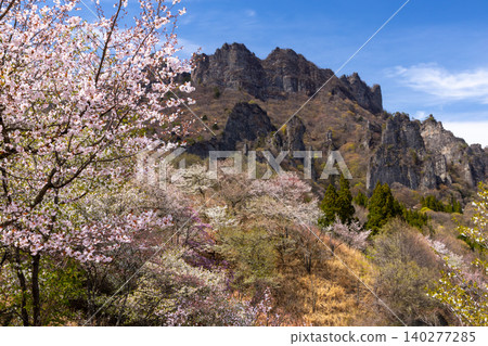 Kamikosaka, Shimonita-machi, Kanra-gun, Gunma Prefecture: Gunma Prefectural Forest Park Sakura-no-Sato - A park with cherry blossoms, including Oyamazakura, in bloom, and a view of Mt. Myogi. Kamikosaka, Shimonita-machi, Kanra-gun, Gunma Prefecture: Gunma Prefectural Forest Park Sakura-no-Sato - A park with cherry blossoms, including Oyamazakura, in bloom, and a view of Mt. Myogi. 140277285