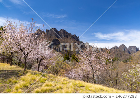 Kamikosaka, Shimonita-machi, Kanra-gun, Gunma Prefecture: Gunma Prefectural Forest Park Sakura-no-Sato - A park with cherry blossoms, including Oyamazakura, in bloom, and a view of Mt. Myogi. Kamikosaka, Shimonita-machi, Kanra-gun, Gunma Prefecture: Gunma Prefectural Forest Park Sakura-no-Sato - A park with cherry blossoms, including Oyamazakura, in bloom, and a view of Mt. Myogi. 140277288
