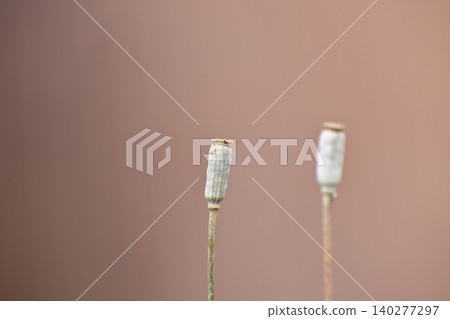 The poppy seed pod of a long-headed poppy with its lid open. 140277297