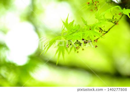 Fresh green season Fresh green season 140277808