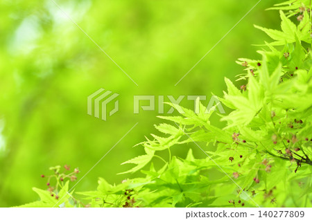 Fresh green season Fresh green season 140277809