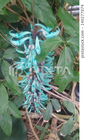 Honeysuckle Honeysuckle 140277874