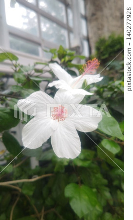 White mukoge's flower White mukoge's flower 140277928