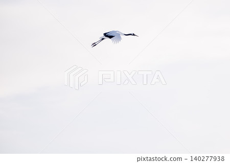 Red-crowned cranes soaring in the sky over Tsurui Village, Hokkaido: Minimalist composition Red-crowned cranes soaring in the sky over Tsurui Village, Hokkaido: Minimalist composition 140277938