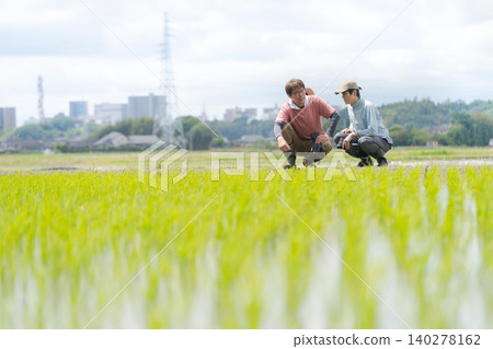 家庭種植水稻 家庭種植水稻 140278162