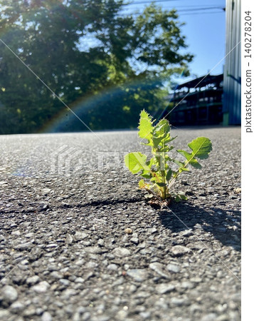 Wildflowers sprouting from cracks in the asphalt (right-aligned) A vibrant scene of life shining in the morning sun | Corporate advertising, SDGs, environmental articles Wildflowers sprouting from cracks in the asphalt (right-aligned) A vibrant scene of life shining in the morning sun | Corporate advertising, SDGs, environmental articles 140278204