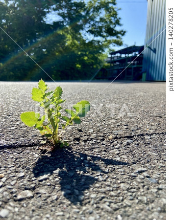 瀝青路面裂縫中綻放的野花:晨曦中捕捉到勃勃生機的廣角鏡頭 | 企業廣告、永續發展目標與環境文章 瀝青路面裂縫中綻放的野花:晨曦中捕捉到勃勃生機的廣角鏡頭 | 企業廣告、永續發展目標與環境文章 140278205