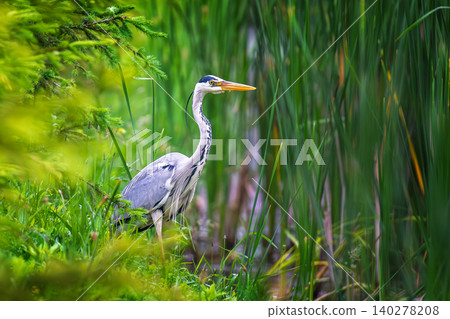 A majestic Grey Heron stands alert amidst vibrant green foliage A majestic Grey Heron stands alert amidst vibrant green foliage 140278208