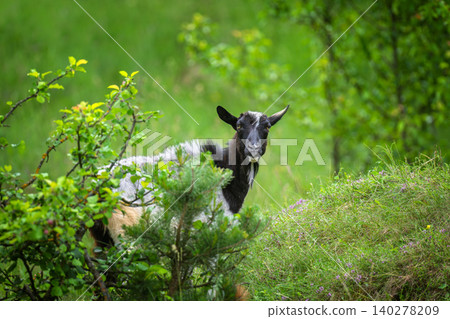 Goat peeking through lush green foliage in an outdoor environment Goat peeking through lush green foliage in an outdoor environment 140278209