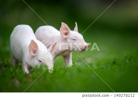 Two adorable pink piglets exploring a lush green grassy field Two adorable pink piglets exploring a lush green grassy field 140278212