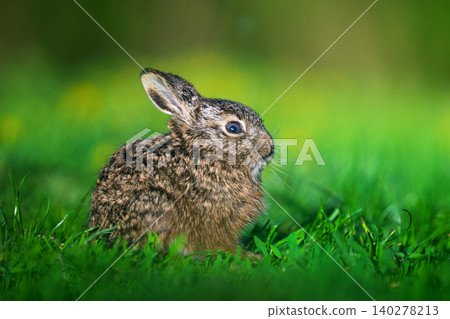 Leveret sitting in green grass outdoors enjoying spring 140278213