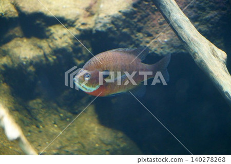 9693 藍鰓太陽魚 9693 藍鰓太陽魚 140278268