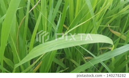 green grass in the rice field green grass in the rice field 140278282