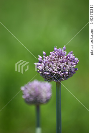 Jumbo garlic Jumbo garlic 140278315