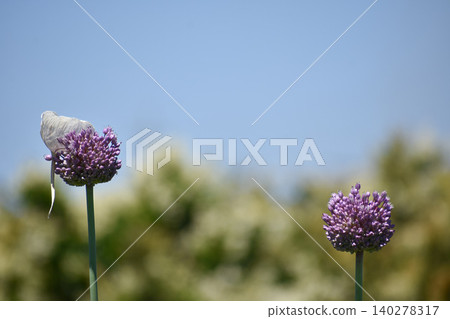 Jumbo garlic Jumbo garlic 140278317