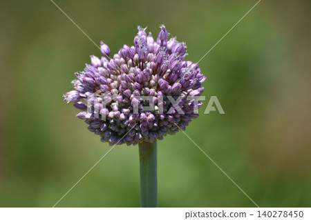 Jumbo garlic Jumbo garlic 140278450