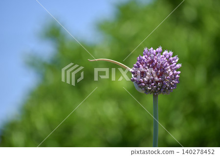 Jumbo garlic Jumbo garlic 140278452
