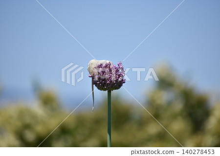 Jumbo garlic Jumbo garlic 140278453