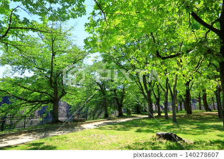 新鮮的綠色大阪城公園 140278607