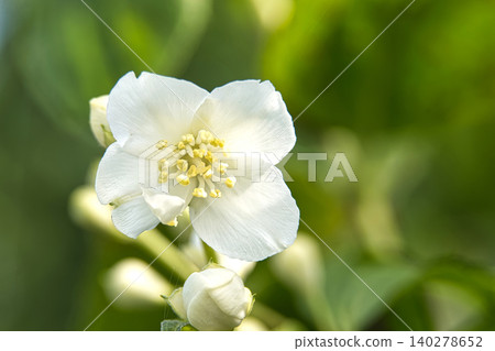 White Jasmine Flower Blooming With Buds Against Soft Green Background 140278652