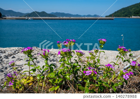 Dianthus flowers blooming on the harbor quay Dianthus flowers blooming on the harbor quay 140278988
