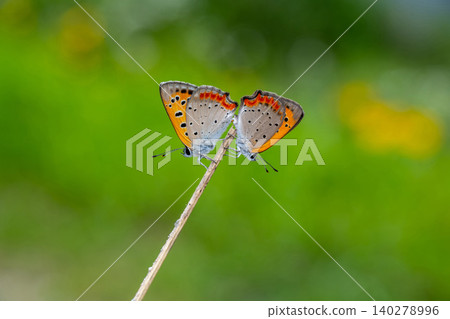 A pair of small copper butterflies perched on the end of a withered blade of grass. A pair of small copper butterflies perched on the end of a withered blade of grass. 140278996