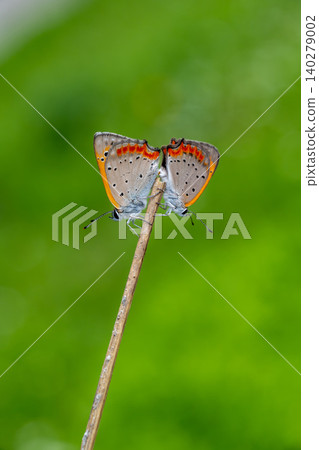 A pair of small copper butterflies perched on the end of a withered blade of grass. 140279002
