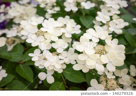 White Hydrangea paniculata White Hydrangea paniculata 140279328