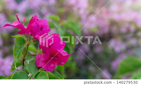 Vibrant pink bougainvillea flower cluster blooming beautifully on a garden bush. The delicate petals stand out against a softly blurred background of green foliage. Vibrant pink bougainvillea flower cluster blooming beautifully on a garden bush. The delicate petals stand out against a softly blurred background of green foliage. 140279530