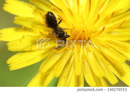 A type of bee, possibly *Hypochaeris spp.*, collecting pollen from the flowers of *Hypochaeris radicata*. A type of bee, possibly *Hypochaeris spp.*, collecting pollen from the flowers of *Hypochaeris radicata*. 140279553