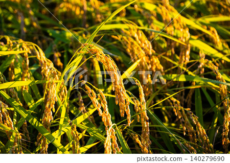 Rice farmers Rice farmers 140279690