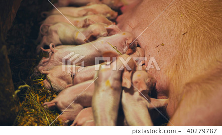 Newborn piglets nursing beside sow in traditional farrowing pen, depicting rural agricultural environment Newborn piglets nursing beside sow in traditional farrowing pen, depicting rural agricultural environment 140279787