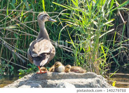 A young mallard duckling takes a nap while its parent watches over it. A young mallard duckling takes a nap while its parent watches over it. 140279788