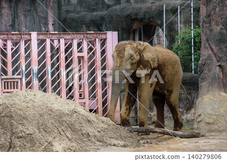 動物園裡的大象正在喝水 140279806
