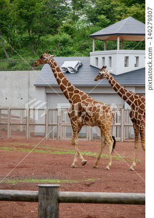 長頸鹿在動物園裡 140279807