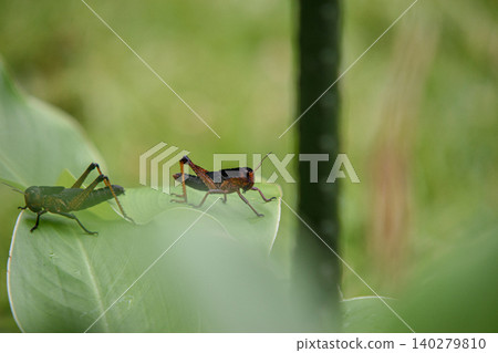 Grasshopper stagnating in the leaves Grasshopper stagnating in the leaves 140279810