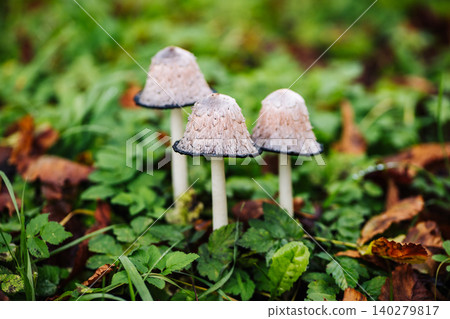 Coprinus comatus mushrooms growing in green grass Coprinus comatus mushrooms growing in green grass 140279817