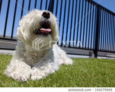 A West Highland White Terrier sunbathing on artificial turf. A West Highland White Terrier sunbathing on artificial turf. 140279998