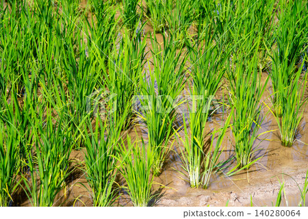 《Rural Landscape》Tiller stage, rice paddy before mid-season drainage 140280064