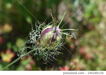Fruit of Nigella Fruit of Nigella 140280138