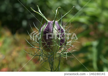 Fruit of Nigella Fruit of Nigella 140280141