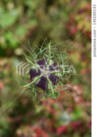 Fruit of Nigella Fruit of Nigella 140280143