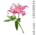 Pink lily flower bouquet isolated on white background 140280634